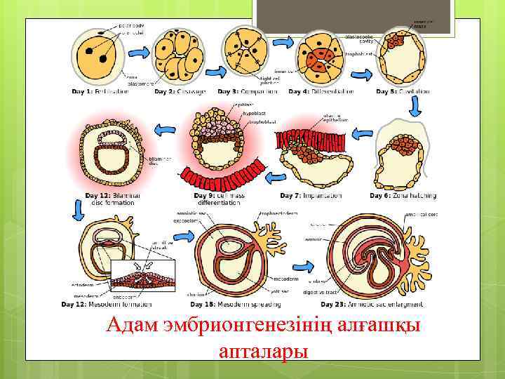 Адам эмбрионгенезінің алғашқы апталары 
