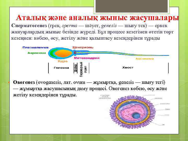 Аталық және аналық жыныс жасушалары Сперматогенез (грек, sperma — шәует, genesis — шығу тек)
