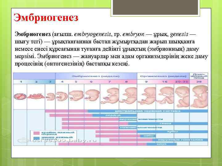 Эмбриогенез (ағылш. embryogenesis, гр. embryon — ұрық, genesis — шығу тегі) — ұрықтанғаннан бастап