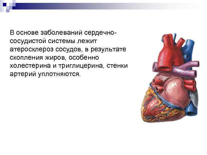  В основе заболеваний сердечно сосудистой системы лежит атеросклероз сосудов, в результате скопления жиров,