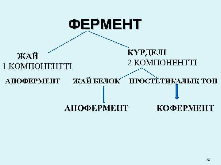 ФЕРМЕНТ КҮРДЕЛІ 2 КОМПОНЕНТТІ ЖАЙ 1 КОМПОНЕНТТІ АПОФЕРМЕНТ ЖАЙ БЕЛОК АПОФЕРМЕНТ ПРОСТЕТИКАЛЫҚ ТОП КОФЕРМЕНТ
