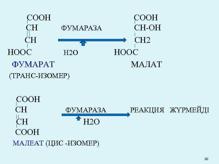 СООН СН ФУМАРАЗА СН НООС Н 2 О ФУМАРАТ СООН СН-ОН СН 2 НООС