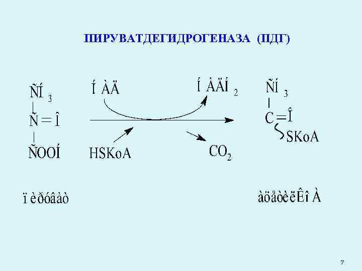 ПИРУВАТДЕГИДРОГЕНАЗА (ПДГ) 7 
