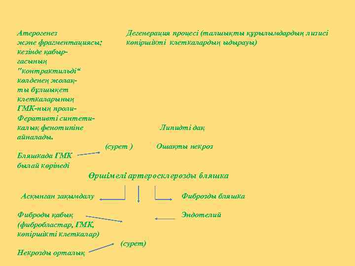 Атерогенез және фрагментациясы; кезінде қабырғасының ″контрактильді“ көлденең жолақты бұлшықет клеткаларының ГМК-ның проли. Феративті синтетикалық