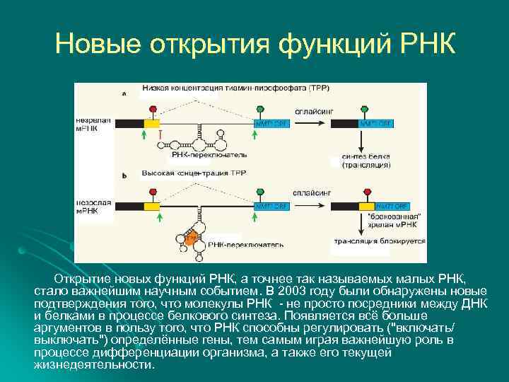 Новые открытия функций РНК Открытие новых функций РНК, а точнее так называемых малых РНК,