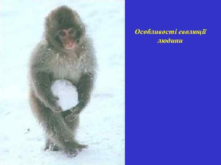 Особливості еволюції людини 