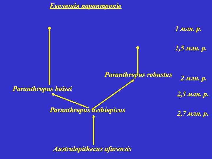 Еволюція парантропів 1 млн. р. 1, 5 млн. р. Paranthropus robustus Paranthropus boisei Paranthropus