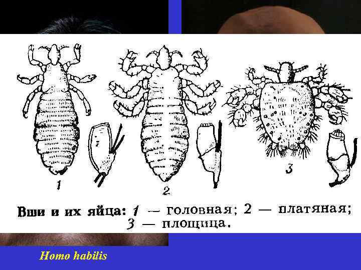 Homo georgicus Homo habilis 