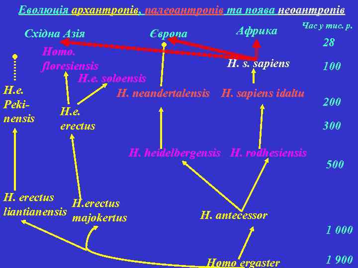 Еволюція архантропів, палеоантропів та поява неоантропів Африка Час у тис. р. Східна Азія Європа