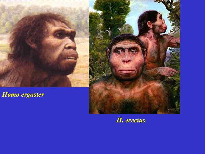 Homo ergaster H. erectus 