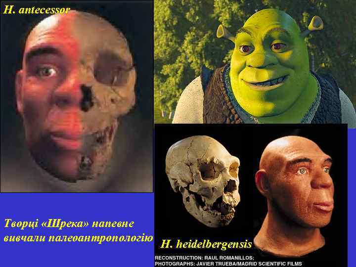 H. antecessor Творці «Шрека» напевне вивчали палеоантропологію H. heidelbergensis 