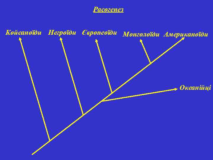 Расогенез Койсаноїди Негроїди Європеоїди Монголоїди Американоїди Океанійці 