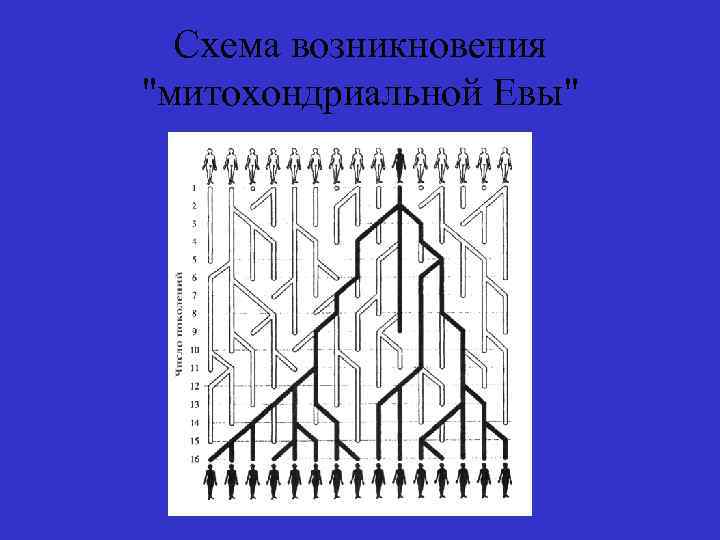 Схема возникновения "митохондриальной Евы" 