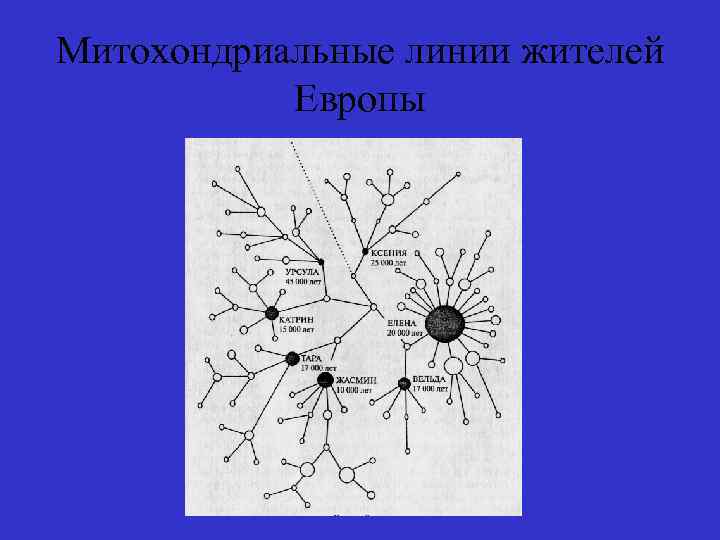 Митохондриальные линии жителей Европы 