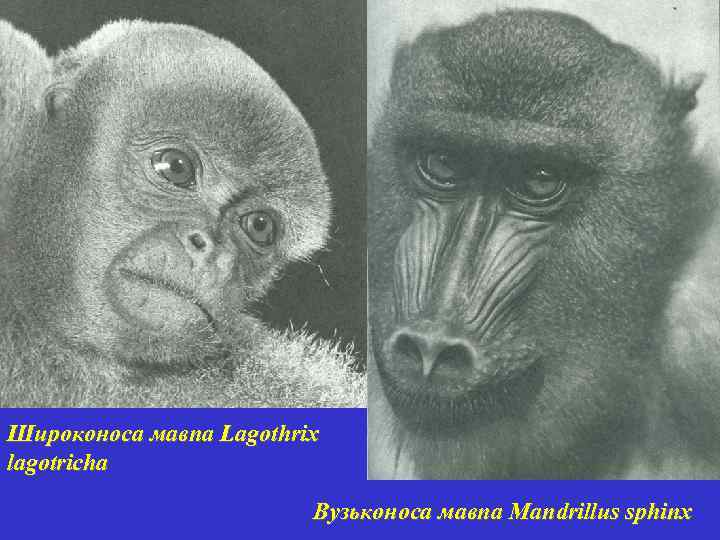 Широконоса мавпа Lagothrix lagotricha Вузьконоса мавпа Mandrillus sphinx 