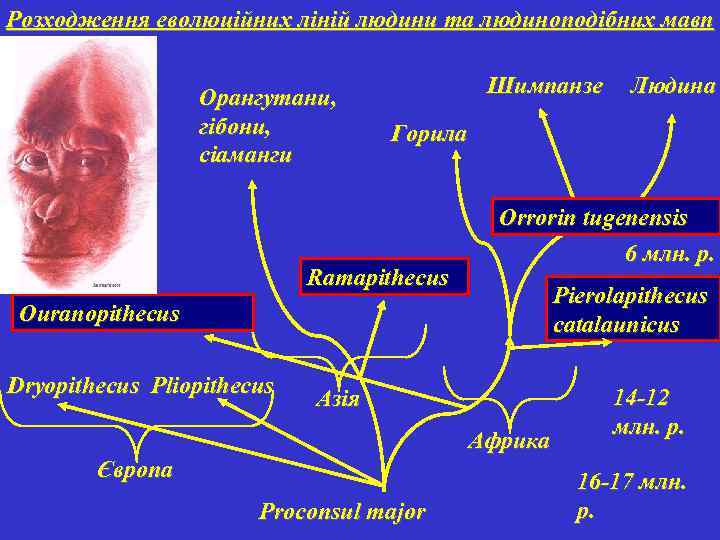 Розходження еволюційних ліній людини та людиноподібних мавп Орангутани, гібони, сіаманги Шимпанзе Горила Ramapithecus Orrorin