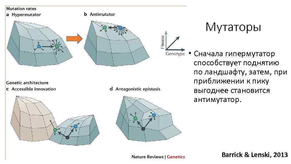 Мутаторы • Сначала гипермутатор способствует поднятию по ландшафту, затем, приближении к пику выгоднее становится