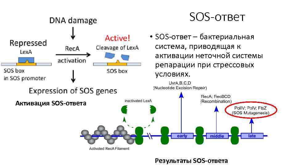 SOS-ответ • SOS-ответ – бактериальная система, приводящая к активации неточной системы репарации при стрессовых