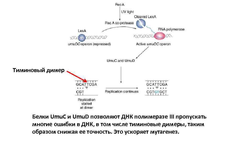 Тиминовый димер Белки Umu. C и Umu. D позволяют ДНК полимеразе III пропускать многие