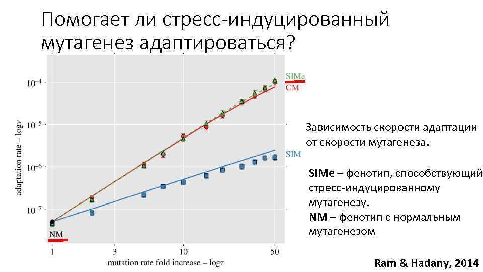 Помогает ли стресс-индуцированный мутагенез адаптироваться? Зависимость скорости адаптации от скорости мутагенеза. SIMe – фенотип,