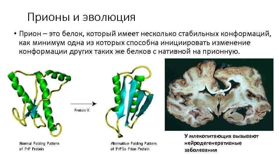 Прионы и эволюция • Прион – это белок, который имеет несколько стабильных конформаций, как