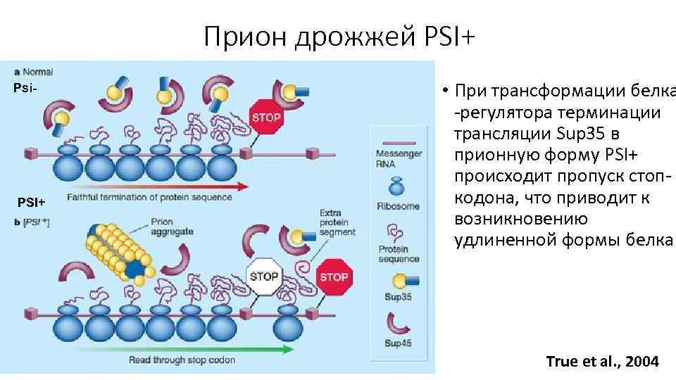 Прион дрожжей PSI+ Psi- PSI+ • При трансформации белка -регулятора терминации трансляции Sup 35