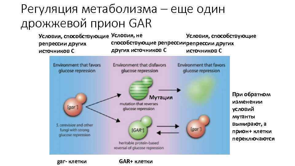 Регуляция метаболизма – еще один дрожжевой прион GAR Условия, способствующие Условия, не способствующие репрессии