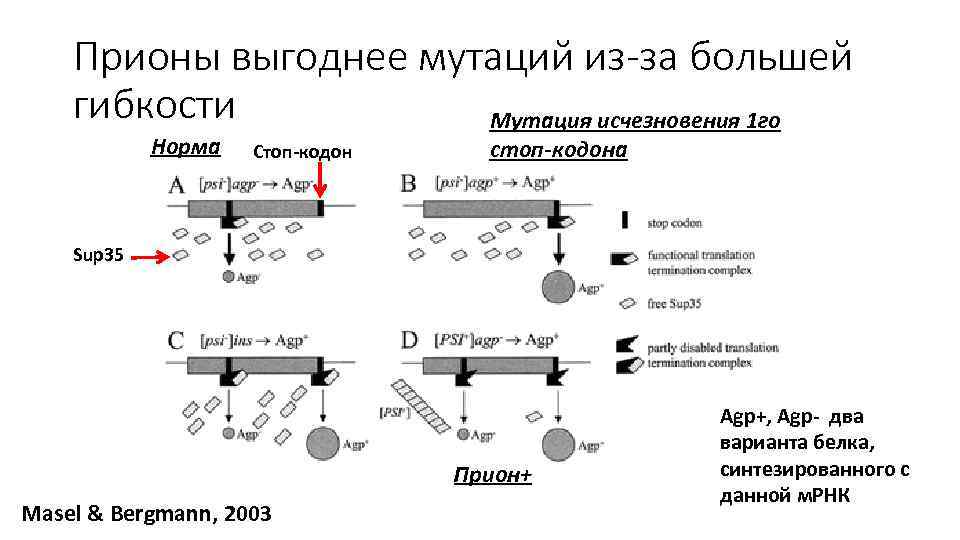 Прионы выгоднее мутаций из-за большей гибкости Мутация исчезновения 1 го Норма Стоп-кодон стоп-кодона Sup