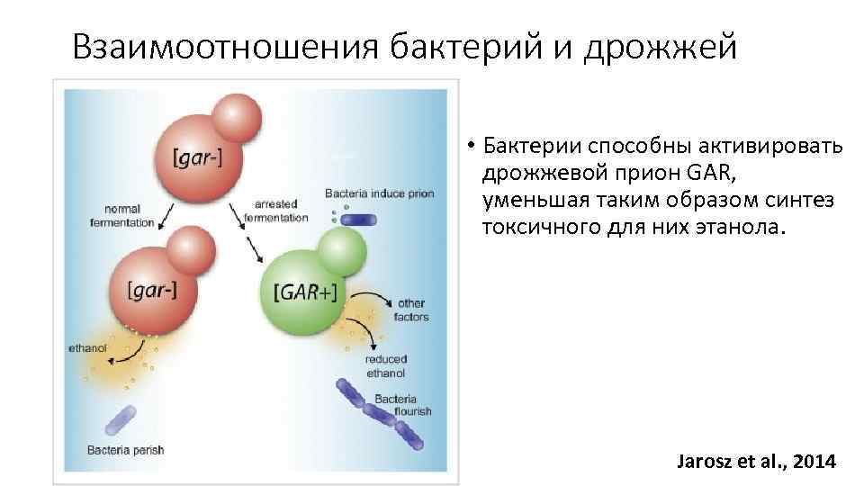 Взаимоотношения бактерий и дрожжей • Бактерии способны активировать дрожжевой прион GAR, уменьшая таким образом