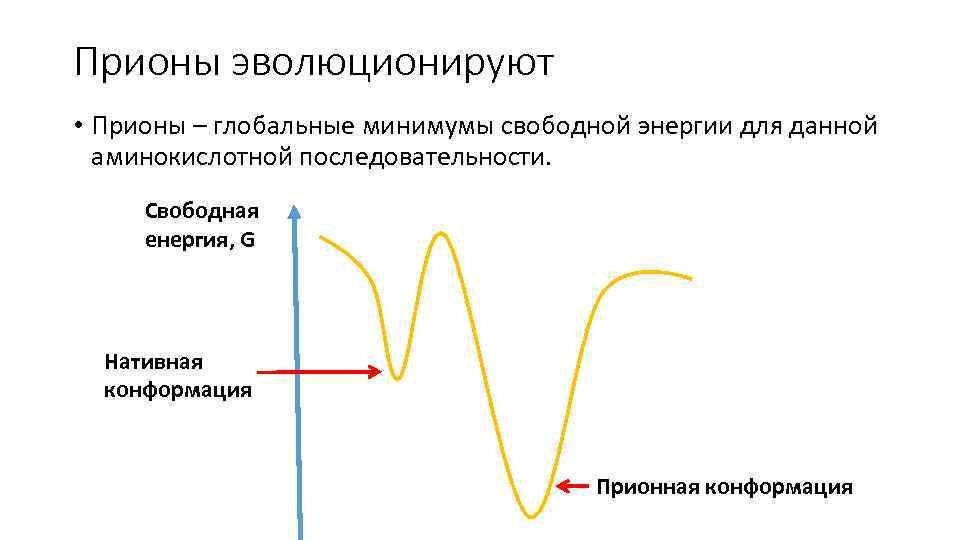 Прионы эволюционируют • Прионы – глобальные минимумы свободной энергии для данной аминокислотной последовательности. Свободная