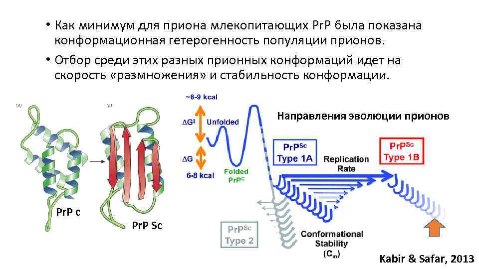  • Как минимум для приона млекопитающих Pr. P была показана конформационная гетерогенность популяции