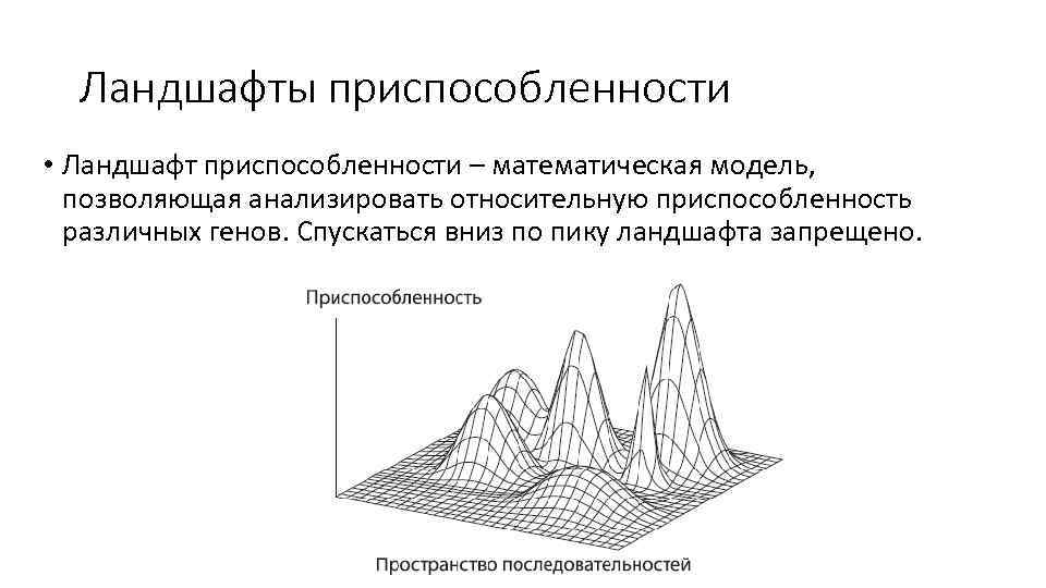 Ландшафты приспособленности • Ландшафт приспособленности – математическая модель, позволяющая анализировать относительную приспособленность различных генов.