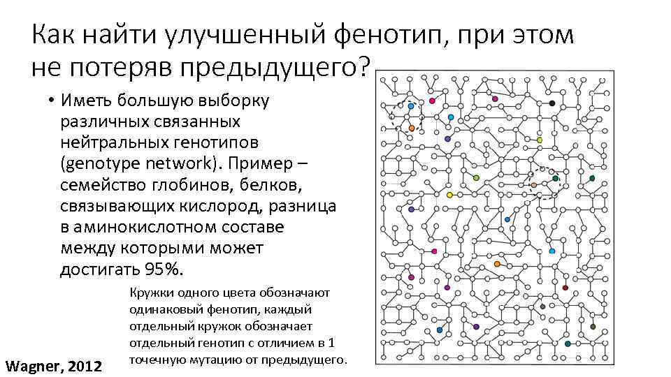 Как найти улучшенный фенотип, при этом не потеряв предыдущего? • Иметь большую выборку различных