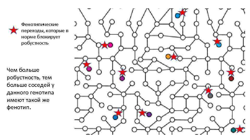 Фенотипические переходы, которые в норме блокирует робустность Чем больше робустность, тем больше соседей у