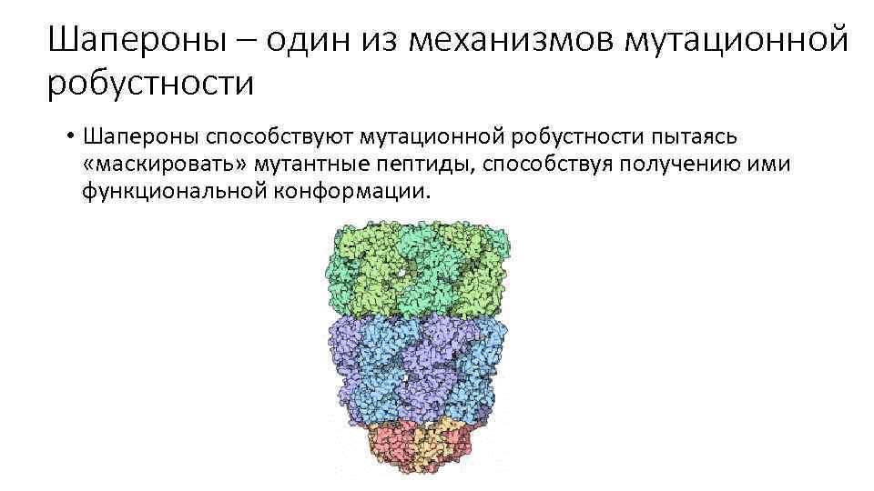 Шапероны – один из механизмов мутационной робустности • Шапероны способствуют мутационной робустности пытаясь «маскировать»