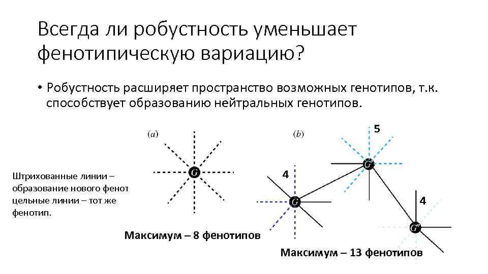 Всегда ли робустность уменьшает фенотипическую вариацию? • Робустность расширяет пространство возможных генотипов, т. к.