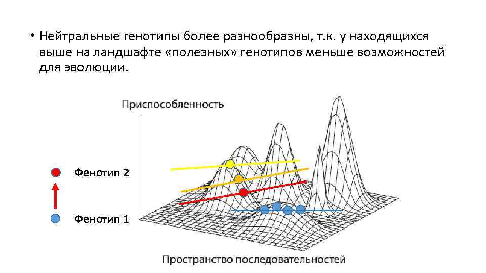  • Нейтральные генотипы более разнообразны, т. к. у находящихся выше на ландшафте «полезных»