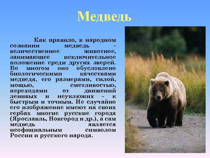 Медведь Как правило, в народном сознании медведь величественное животное, занимающее исключительное положение среди других