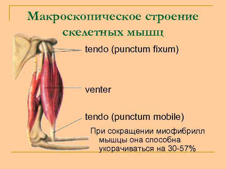 Макроскопическое строение скелетных мышц tendo (punctum fixum) venter tendo (punctum mobile) При сокращении миофибрилл