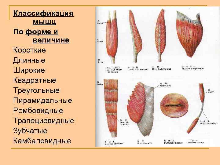 Классификация мышц По форме и величине Короткие Длинные Широкие Квадратные Треугольные Пирамидальные Ромбовидные Трапециевидные