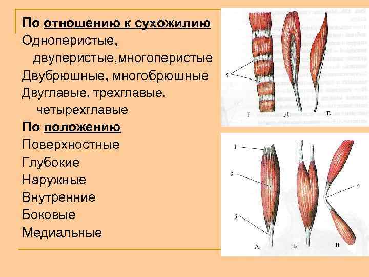 По отношению к сухожилию Одноперистые, двуперистые, многоперистые Двубрюшные, многобрюшные Двуглавые, трехглавые, четырехглавые По положению