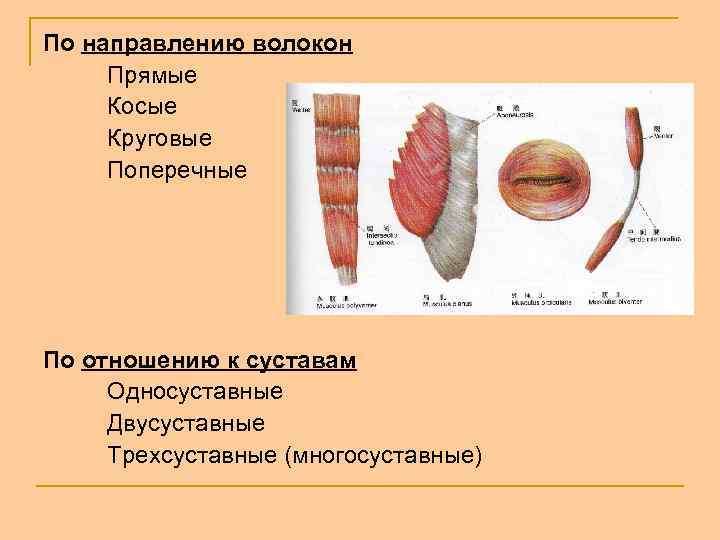 По направлению волокон Прямые Косые Круговые Поперечные По отношению к суставам Односуставные Двусуставные Трехсуставные