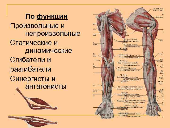 По функции Произвольные и непроизвольные Статические и динамические Сгибатели и разгибатели Синергисты и антагонисты