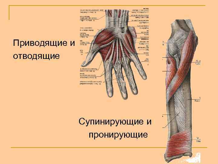 Приводящие и отводящие Супинирующие и пронирующие 