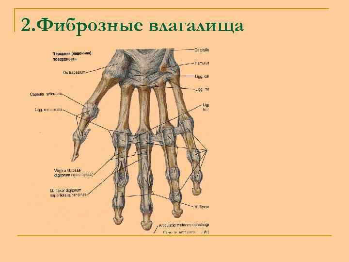 2. Фиброзные влагалища 