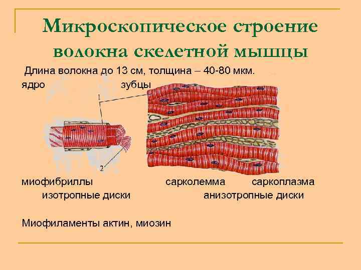 Микроскопическое строение волокна скелетной мышцы Длина волокна до 13 см, толщина – 40 -80