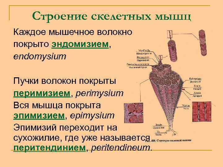 Строение скелетных мышц Каждое мышечное волокно покрыто эндомизием, endomysium Пучки волокон покрыты перимизием, perimysium