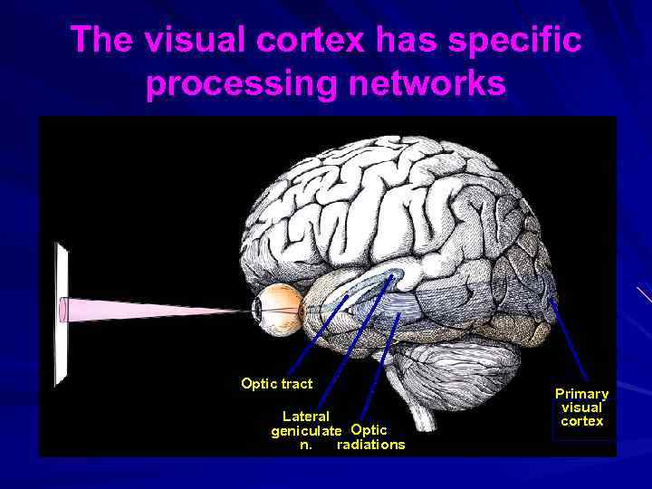 The visual cortex has specific processing networks Optic tract Lateral geniculate Optic radiations n.