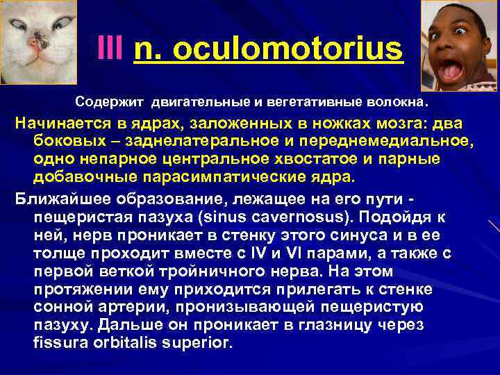 III n. oculomotorius Содержит двигательные и вегетативные волокна. Начинается в ядрах, заложенных в ножках