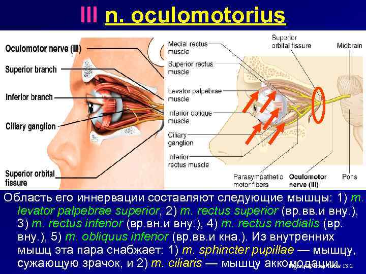 III n. oculomotorius Область его иннервации составляют следующие мышцы: 1) m. levator palpebrae superior,